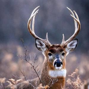 Meet your Posher, Bryson